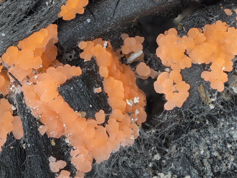 Pyronema omphalodes